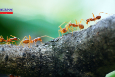 Mendeteksi dan Cara Basmi Semut, Hanya dengan 4 Bahan Ini Pergi Dengan Sendirinya