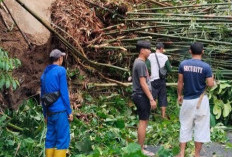 Hujan Deras, Rumpun Bambu Ambrol Tutupi Jalan Desa