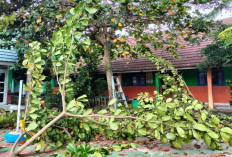 Jelang Ramadan, Siswa UPT SMPN 01 Simpang Kompak Bersihkan Lingkungan Sekolah