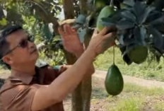 Agro Wisata Alpukat Ranau Digadang Jadi Destinasi Baru
