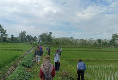 Penyuluh Pertanian Sigap Atasi DPI Pembersihan Irigasi Dukung Swasembada Pangan