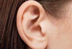 Meredakan Keluhan Telinga Berdengung (Tinnitus) dengan Daun Ginkgo Biloba