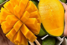 4 Faktor Yang Mempengaruhi Rasa Buah Mangga dan Cara Memilih Mangga Manis