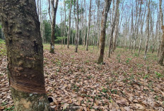 Masuk Kemarau, Hasil Produksi Karen Turun 