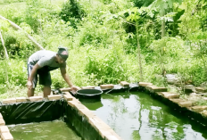 Bisnis Pemijahan Ikan Lele Menguntungkan