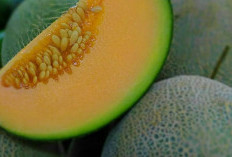 Kaya Nutrisi! Ini Manfaat Buah Melon Untuk Kesehatan Tubuh