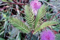 Mengatasi Hipertensi dengan Rebusan Putri Malu: Mengungkap Rahasia Kesehatan Herbal