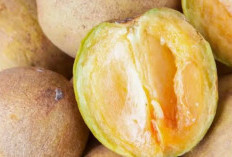 Ini Deretan Khasiat Buah Sawo, Termasuk Meningkatkan Kesehatan Jantung