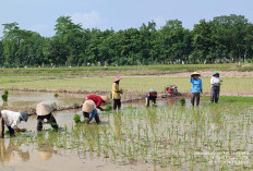 Kabupaten OKU Timur Dapat Kucuran Program Oplah 3000 Hektare Sawah