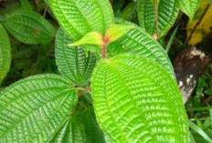 Daun Senggani: Alternatif Alami untuk Mengatasi Sakit Kepala