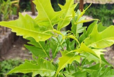 Daun Cendana: Solusi Alami Meredakan Batuk Secara Efektif