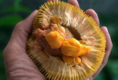 Buah Puren: Solusi Alami untuk Menjaga Kulit Tetap Kering dan Sehatl