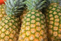 Cara Alami Agar Kolesterol tetap Terjaga Sesuai Kadar dengan Mengonsumsi Buah Nanas Madu