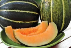 Buah Blewah Cocok Untuk Menambah Nutrisi Dalam Menjaga Kesehatan Ibu Hamil