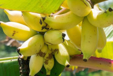 Manfaat Tersembunyi Buah Pisang, Selaindapat Melancarkan Pencernaan