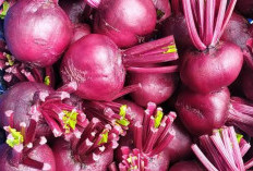 Mengatasi Penuaan Dini dengan Buah Bit: Solusi Alami untuk Kulit Sehat