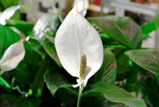 Meningkatkan Kualitas Tidur dengan Bunga Peace Lily: Solusi Alami untuk Tidur yang Lebih Nyenyak