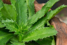 Siapa Sangka Daun Ketumbar Jawa Bisa Melawan Infeksi