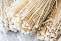 Meningkatkan Imun Tubuh dengan Jamur Enoki: Manfaat Kesehatan yang Tak Terbantahkan