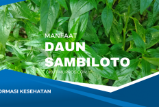 Inilah Manfaat Daun Sambiloto untuk Kesehatan