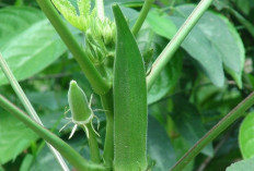 Menurunkan Berat Badan dengan Mengonsumsi Okra: Sayuran Super yang Ramah Diet