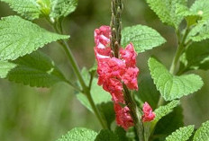 Daun Ngokilo: Alternatif Alami untuk Mengatasi Wasir
