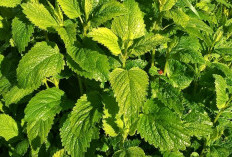 Meningkatkan Kualitas Tidur dengan Daun Lemon Balm: Solusi Alami untuk Tidur yang Lebih Nyenyak