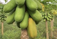 Buah Pepaya, Solusi Alami Menjaga Kulit Sehat dan Awet Muda