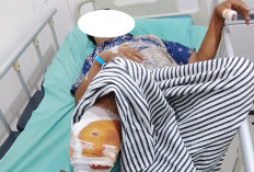 Waspada! Tengah Sadap Karet, Petani Diserang Beruang