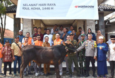 Momen Idul Adha 2025, Hankook Tire Serahkan 14 Hewan Kurban