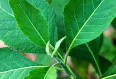 Mengobati Radang Sendi dengan Mengonsumsi Teh Daun Jelatang