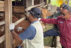 Antisipasi Penyakit Jelang Lebaran, Diskannak OKU Timur Vaksinasi 5000 Hewan Ternak