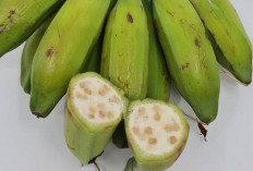 Pengobatan Demam dengan Pisang Batu, Solusi Tradisional yang Efektif