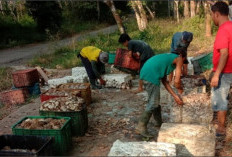 Harga Karet Naik, Produksi Turun
