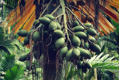 10 Manfaat Tersembunyi Buah Pinang Muda, Tanaman Perkebunan Mudah Didapat