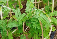Mengatasi Radang dengan Daun Saga: Solusi Alami yang Semakin Populer