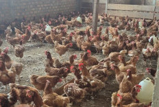 Harga Ayam Pramuka Tembus 60 Ribu