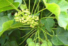 Getah Daun Jarak untuk Melembabkan Kulit, Begini Caranya