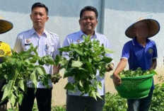 Program Ketahanan Pangan, Manfaatkan Lahan Untuk Tanam Sayur