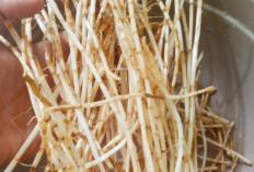 Akar Ilalang, Bisa Menjadi Pilihan Obat Tradisional yang Memiliki Potensi Menjaga Kesehatan Jantung 