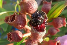 Mengatasi Bisul dengan Buah Senggani: Solusi Alami yang Menjanjikan