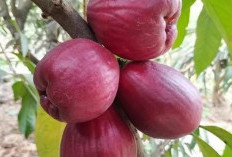 Kaya Akan Vitamin, Jambu Jamaika Menjadi Alternatif Untuk Mencegah Penuaan Dini 