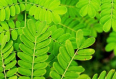 Tanaman Herbal: Daun Saga Sebagai Solusi Mengatasi Infeksi Bakteri