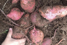 Manfaat Ubi Jalar Dalam Mengatasi Penuaan Dini, Simak Cara Mengolahnya