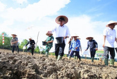 Bidik Sumsel Masuk 3 Besar Lumbung Pangan