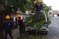 Lakukan Pemangkasan Pohon  di Musim Hujan