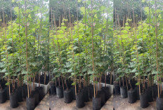 Ingin Daun Anggur Hijau Subur, Ini 8 Macam Pupuk Organik yang Dapat Membuatnya Tumbuh Optomal