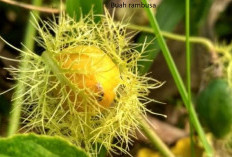 Solusi Alami : Mengatasi Penyakit Anemia dengan Mengonsumsi Buah Rambusa 