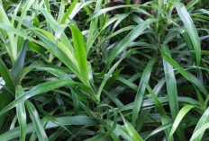 Daun Suji: Solusi Alami untuk Meredakan Gejala Syok Anafilaktik