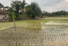 Petani Sawah Tadah Hujan Mulai Tanam Padi